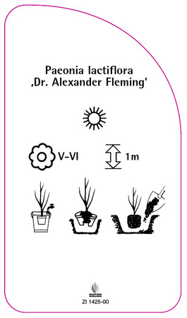 Paeonia lactiflora 'Dr. Alexander Fleming'