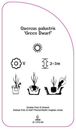 Quercus palustris 'Green Dwarf'