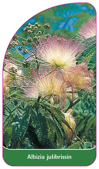 Albizia julibrissin
