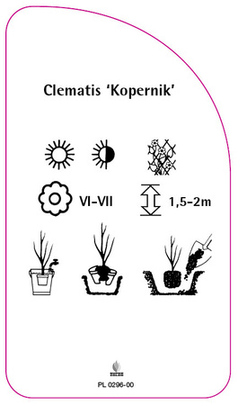 Clematis 'Kopernik'