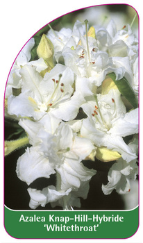 Azalea Knap-Hill-Hybride 'Whitethroat'