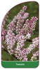 Tamarix
