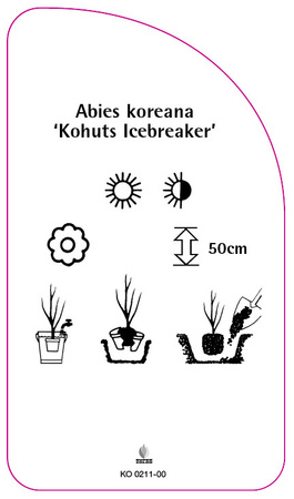 Abies koreana 'Kohuts Icebreaker'