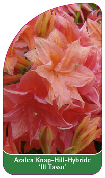 Azalea Knap-Hill-Hybride 'Ill Tasso'