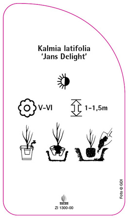 Kalmia latifolia 'Jans Delight'