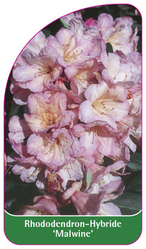 Rhododendron-Hybride 'Malwine'