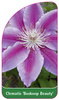 Clematis 'Boskoop Beauty'