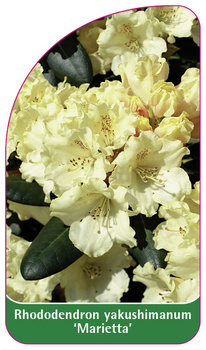 Rhododendron yakushimanum 'Marietta'