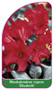 Rhododendron repens 'Elisabeth'