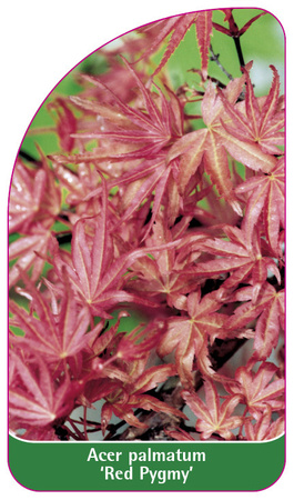Acer palmatum 'Red Pygmy'