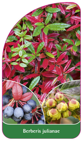 Berberis julianae