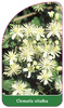 Clematis vitalba