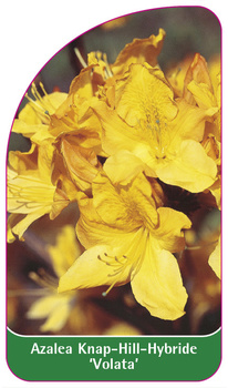 Azalea Knap-Hill-Hybride 'Volata'