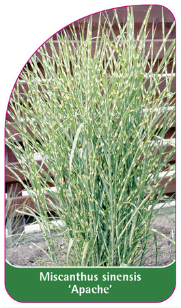 Miscanthus sinensis 'Apache'