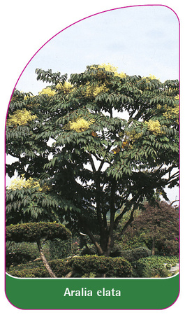 Aralia elata