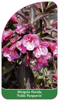 Weigela 'Foliis Purpureis'