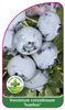 Vaccinium corymbosum 'Ivanhoe'