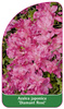 Azalea japonica 'Diamant Rosé'