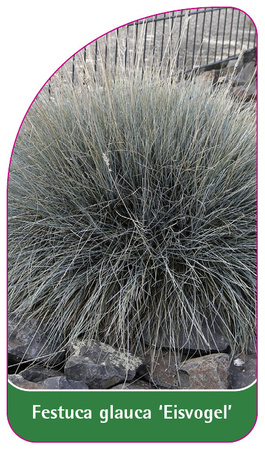 Festuca glauca 'Eisvogel'