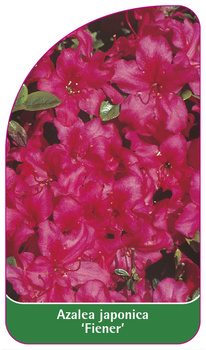 Azalea japonica 'Fiener'