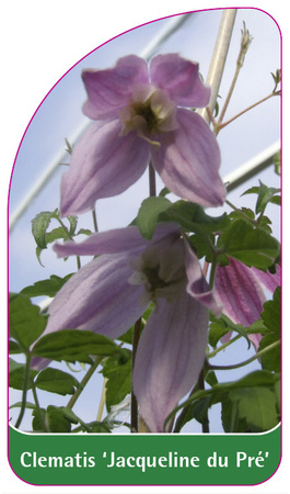 Clematis 'Jaqueline du Pré'