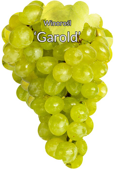 Winorośl Garold