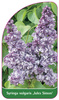 Syringa vulgaris 'Jules Simon'