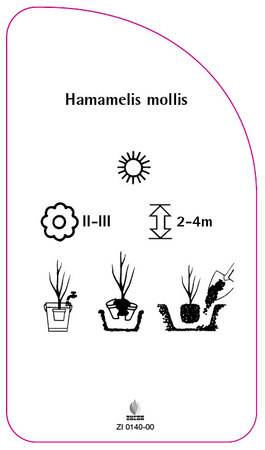 Hamamelis mollis