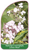 Hydrangea macrophylla ,Lemon Wave'