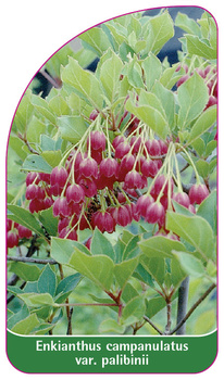 Enkianthus campanulatus var. palibinii