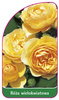 Róza wielokwiatowa Nr. 264 B