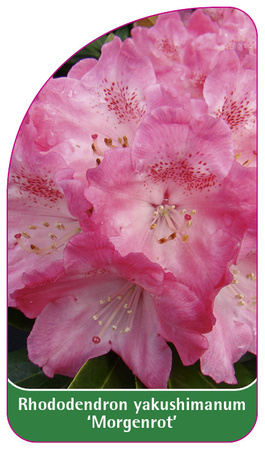 Rhododendron yakushimanum 'Morgenrot'