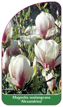 Magnolia soulangeana 'Alexandrina'