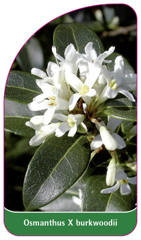 Osmanthus X burkwoodii