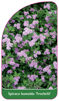 Spiraea bumalda 'Froebelii'