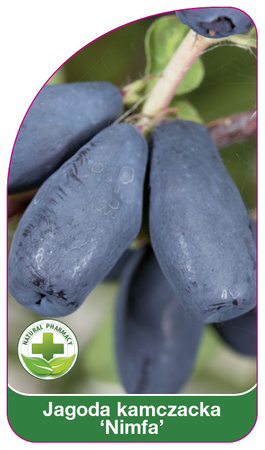 Kamchatka berry "Nympha