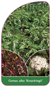 Cornus alba 'Kesselringii'