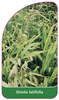 Uniola latifolia