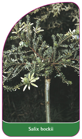 Salix bockii