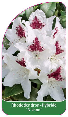 Rhododendron-Hybride 'Nishan'