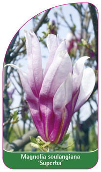 Magnolia soulangiana 'Superba'
