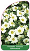 Potentilla fruticosa 'Abbotswood'