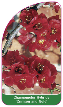 Chaenomeles Hybride 'Crimson and Gold'