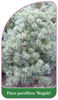 Pinus parviflora 'Negishi'