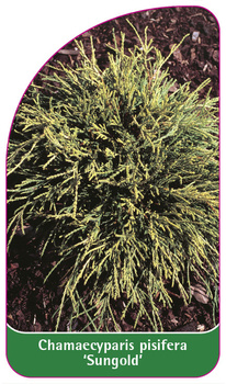 Chamaecyparis pisifera 'Sungold'