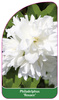 Philadelphus 'Rosace'
