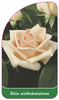 Velkokvětá růže č. 214
