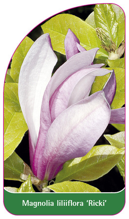 Magnolia liliiflora 'Ricki'