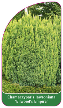 Chamaecyparis lawsoniana 'Ellwood's Empire'