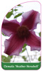 Clematis 'Heather Herschell'